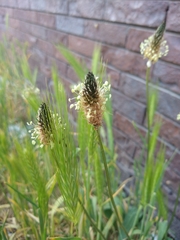 Plantago lanceolata