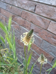Plantago lanceolata