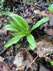 Dactylorhiza viridis virescens