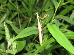 Statilia maculata