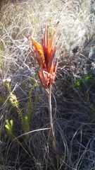 Tritoniopsis flexuosa