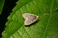 Diduga flavicostata