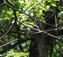 Muscicapa griseisticta