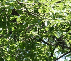 Muscicapa griseisticta