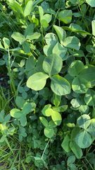Trifolium hybridum
