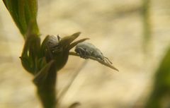 Centricnemus leucogrammus