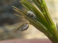 Centricnemus leucogrammus