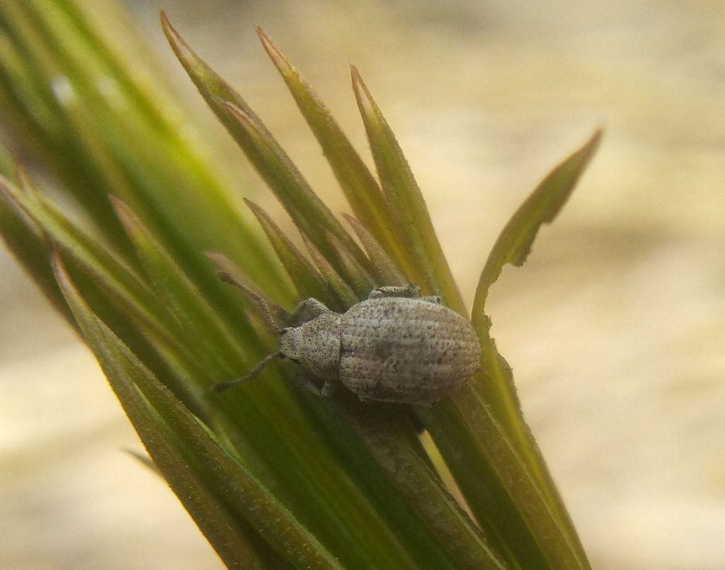 Centricnemus