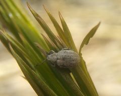 Centricnemus leucogrammus