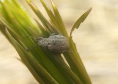 Centricnemus leucogrammus