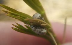 Centricnemus leucogrammus