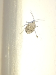 Peltasticus punctatus