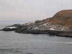 Spheniscus humboldti