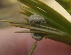 Centricnemus leucogrammus