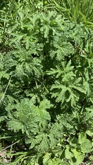 Leonurus quinquelobatus