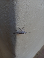 Peltasticus punctatus