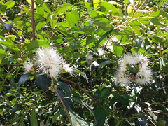 Syzygium
