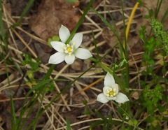 Ornithogalum orthophyllum