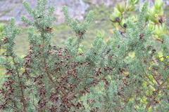 Aspalathus excelsa