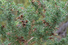 Aspalathus excelsa