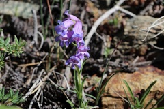 Penstemon hallii