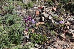 Penstemon hallii