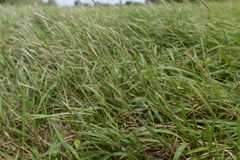Ischaemum aristatum