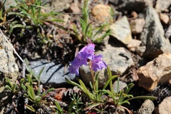 Penstemon hallii