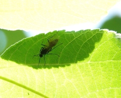 Camponotus japonicus