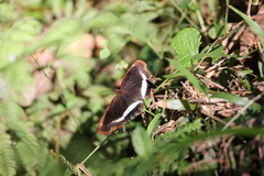 Eurytela hiarbas