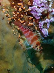 Cirrhitichthys aprinus