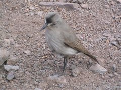 Muscisaxicola frontalis