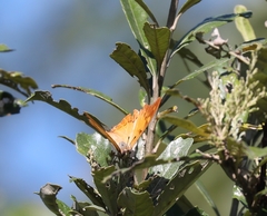 Polyura zoolina