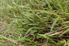 Ischaemum aristatum