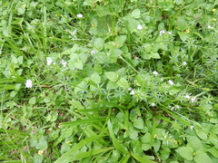 Galium rivale