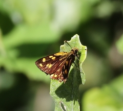 Metisella metis