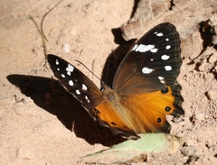 Paralethe dendrophilus junodi