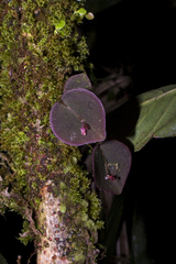 Lepanthes pantomima