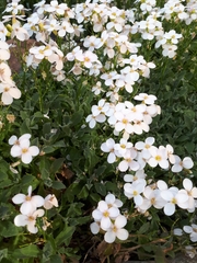 Arabis caucasica