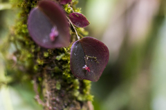 Lepanthes pantomima