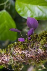 Lepanthes pantomima