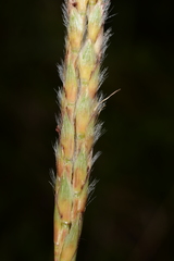 Ischaemum aristatum