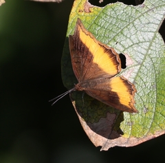 Eurytela dryope