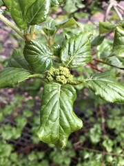 Hydrangea petiolaris