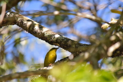 Orthogonys chloricterus