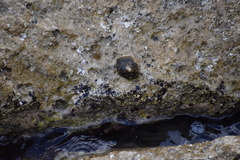Cellana radians