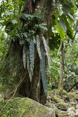 Anthurium wendlingeri