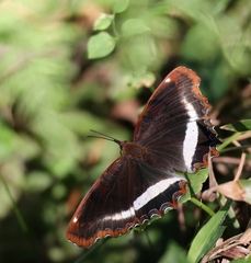 Eurytela hiarbas