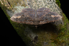 Anisoneura salebrosa