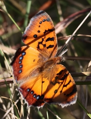 Catacroptera cloanthe